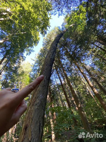 Орех Гикори, Кария овальная саженцы