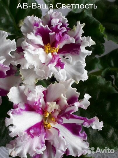 Фиалки-набор №7 и №8