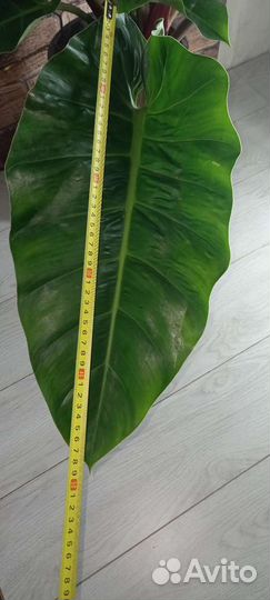 Филодендрон Мелинонии 21/80