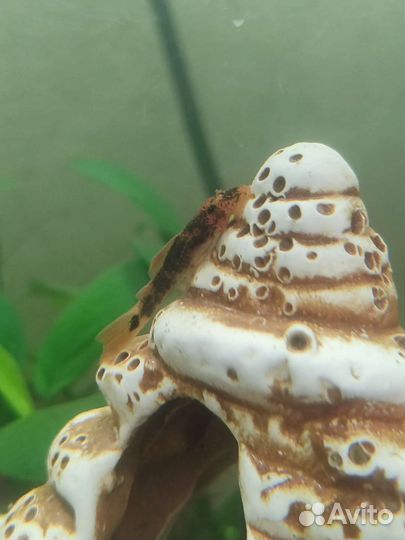 Анцитрусы разные, растения