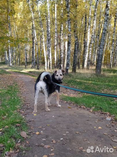 Кривулька Руся ищет дом (Овчарка-метис)