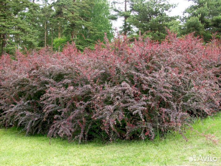 Барбарис Оттавский Суперба