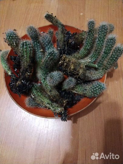 Кактусы отдам