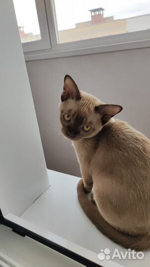 Бурма на вязку