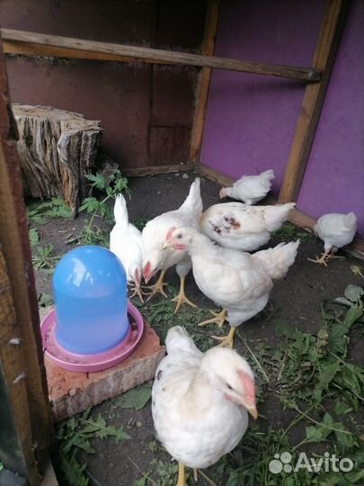 Два цыпленка В Добрый курятник
