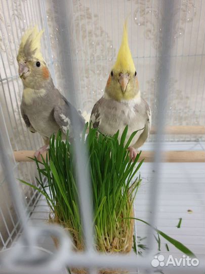 Попугай корелла девочка и мальчик