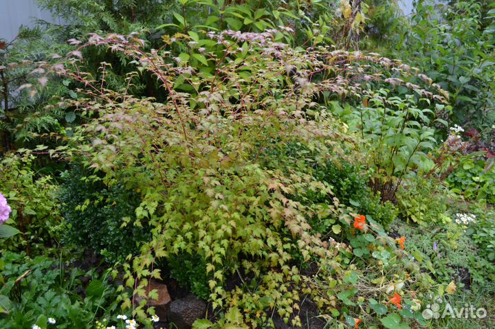 Растения для посадки