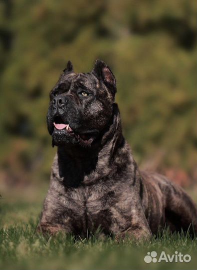 Кобель вязка кане корсо