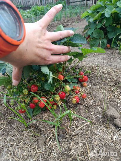Клубника ремонтантная, рассада