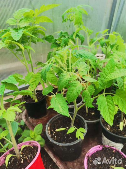 Рассада клубники гигант, малина и ежевика сортовые