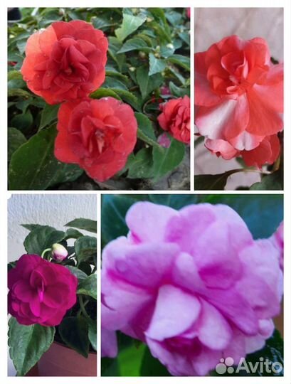 Махровые бальзамины