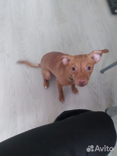 Отдадим руского тойтерьера в добрые руки