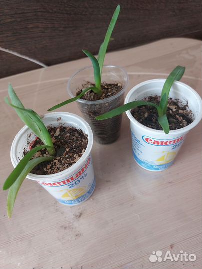 Алоэ индийский