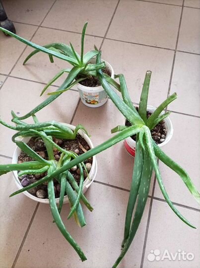 Комнатные цветы алоэ