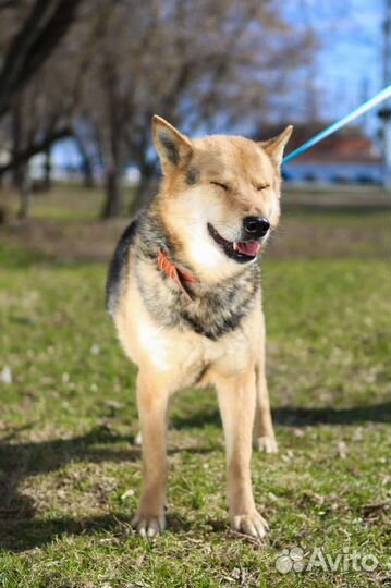 Собака в добрые руки, Феникс