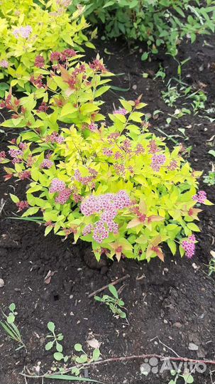 Спирея японская