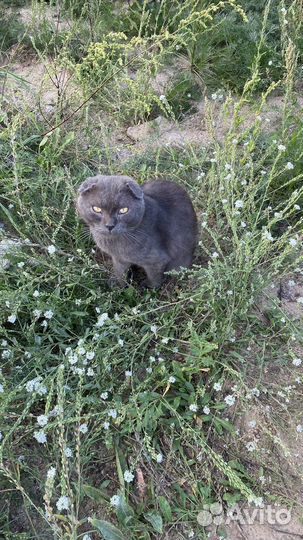 Британский кот