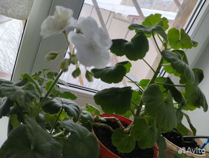 Отростки комнатных растений