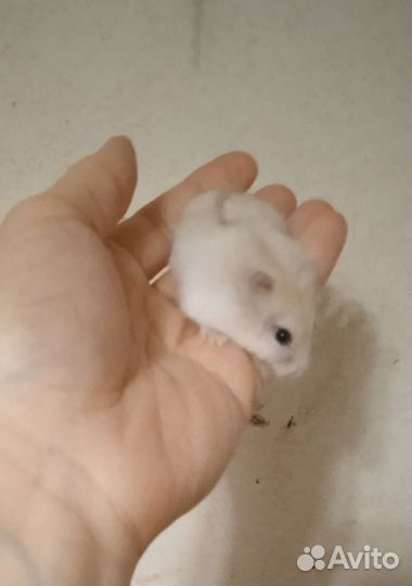 Джунгарские хомячки разных расцветок (клетки)