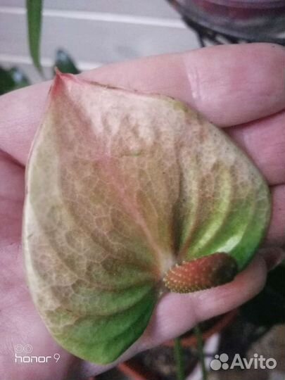 Антуриум мистик