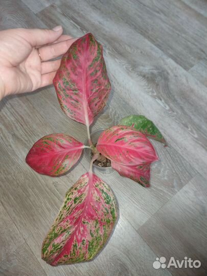 Аглаонема Ред, Рози,Дарк стар, 'pincut'