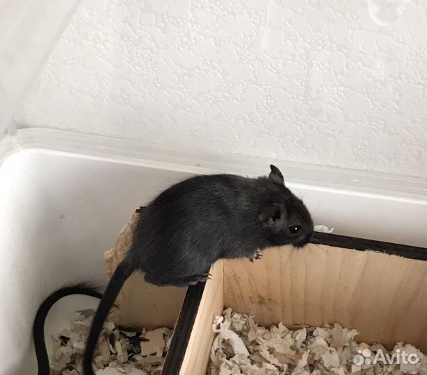 Мышь песчанка