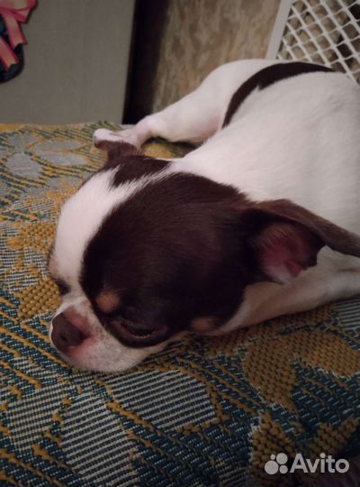 Вязка кобель чихуахуа 3 года