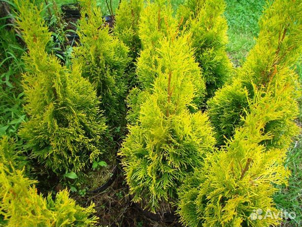 Туя Смарагд Санни Смарагд Голд Смарагд