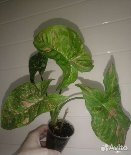 Комнатные цветы