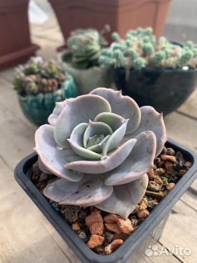 Суккуленты