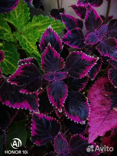 Колеус Аватар и другие