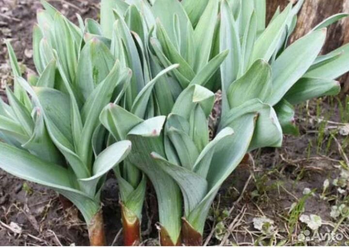 Лук Суварова