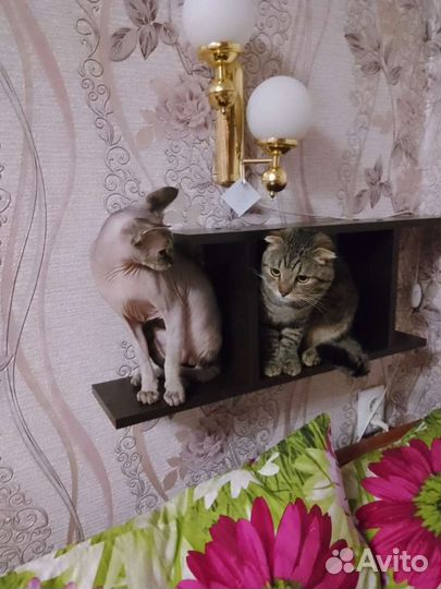 Передержка кошек