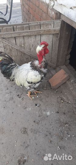 Продам петуха голошейка