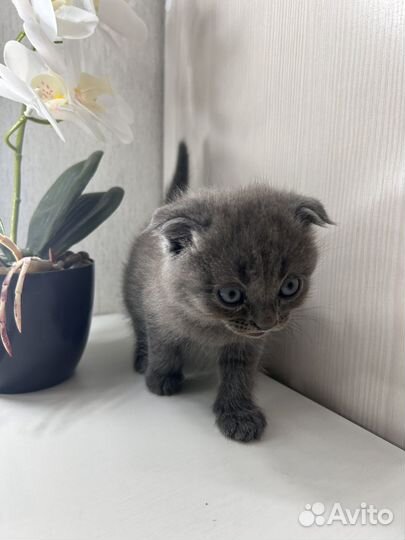 Британская кошечка
