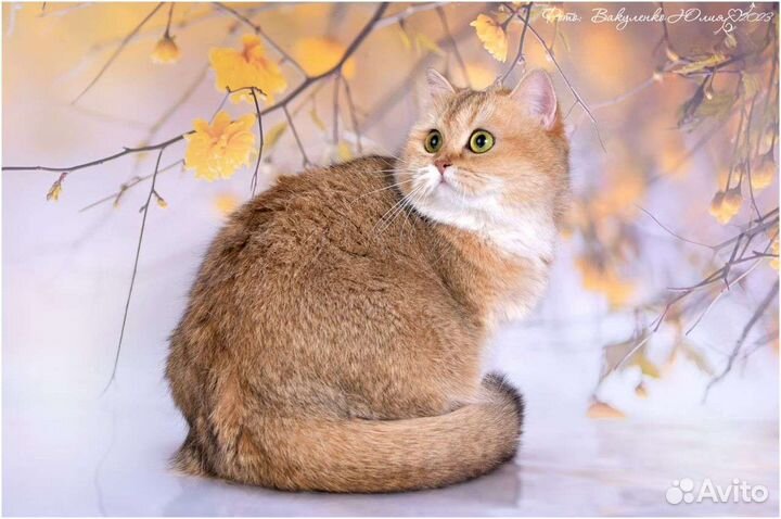 Леди Золотые девочки bri ny11, 25