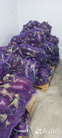 Перец болгарский