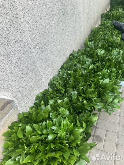 Рускус опт розница