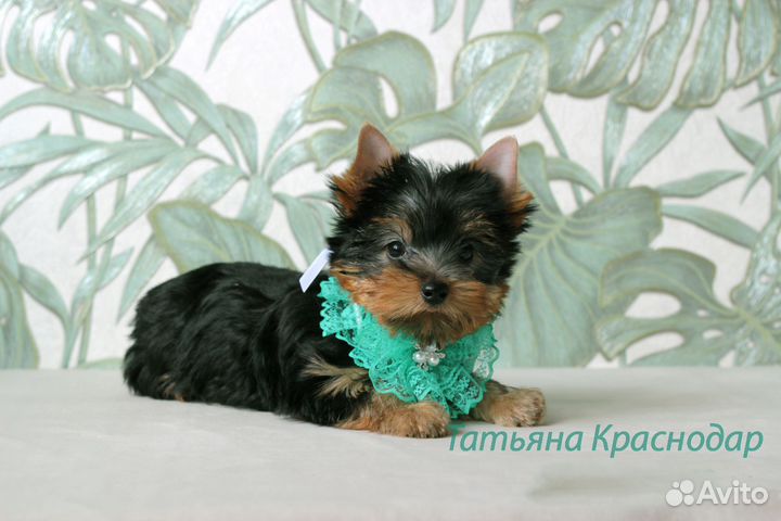 Щенки йорка - счастье можно купить