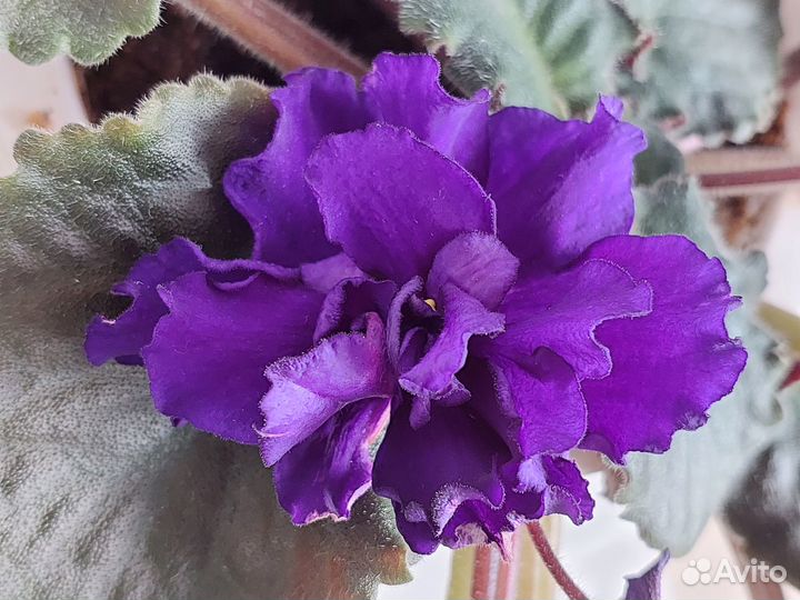 Продам фиалки