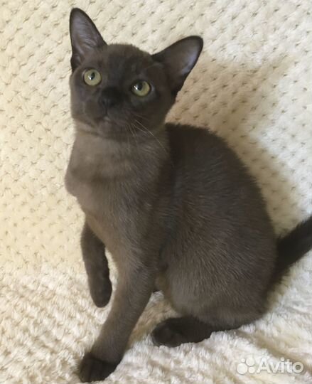 Европейская Бурма - девочка