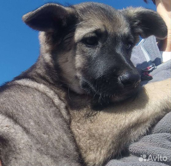 Щенок девочка в добрые руки