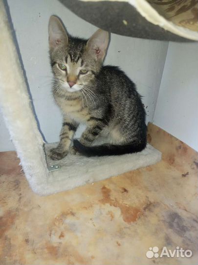 Котята, забрали у живодеров