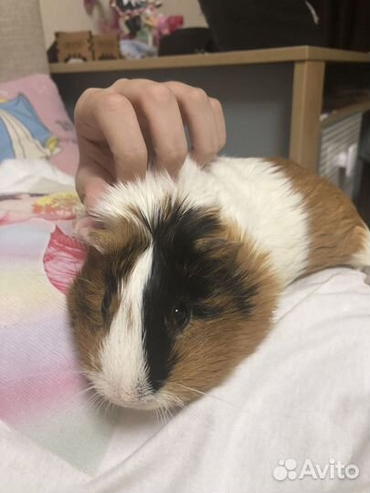 Морская свинка