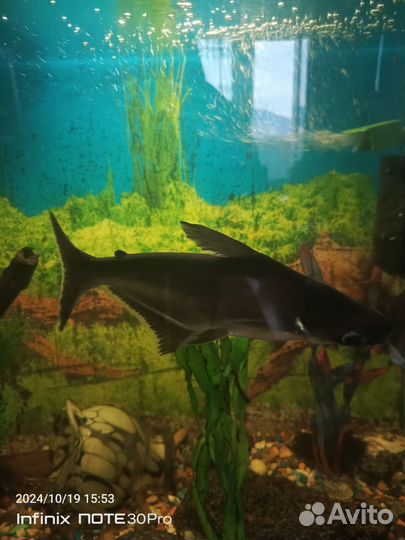 Аквариумные рыбки