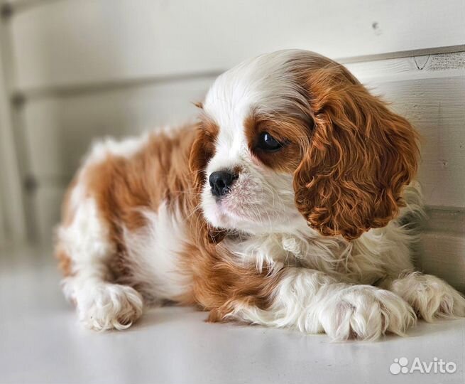 Девочка кавалер Кинг Чарльз спаниель