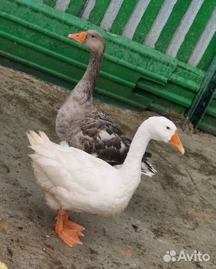 Гуси, утки