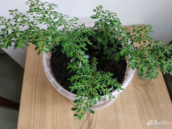 Плектрантус, Пилея