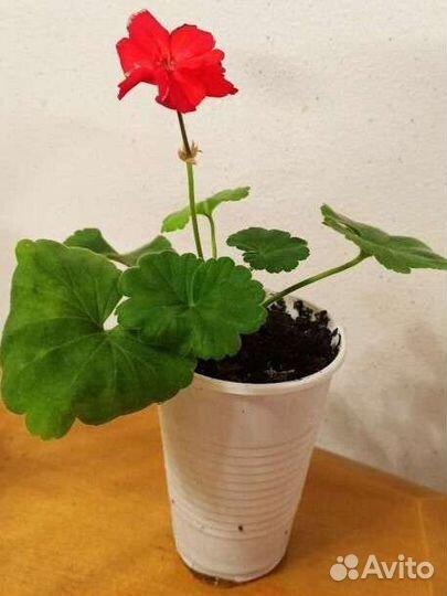 Пеларгония(герань), филодендрон, педилантус