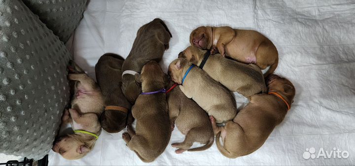 Щенки питбуля с документами